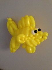 balloon fish