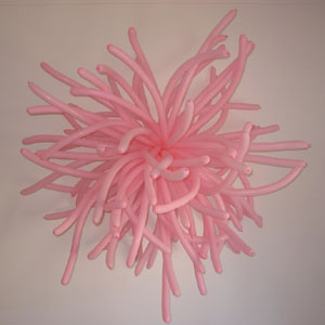 balloon anemone anenome